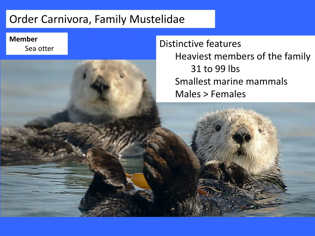 order carnivora family mustelidae