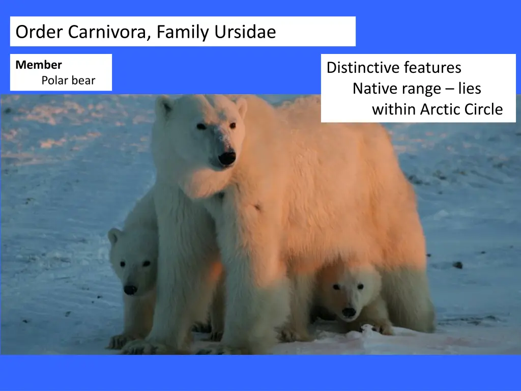 order carnivora family ursidae