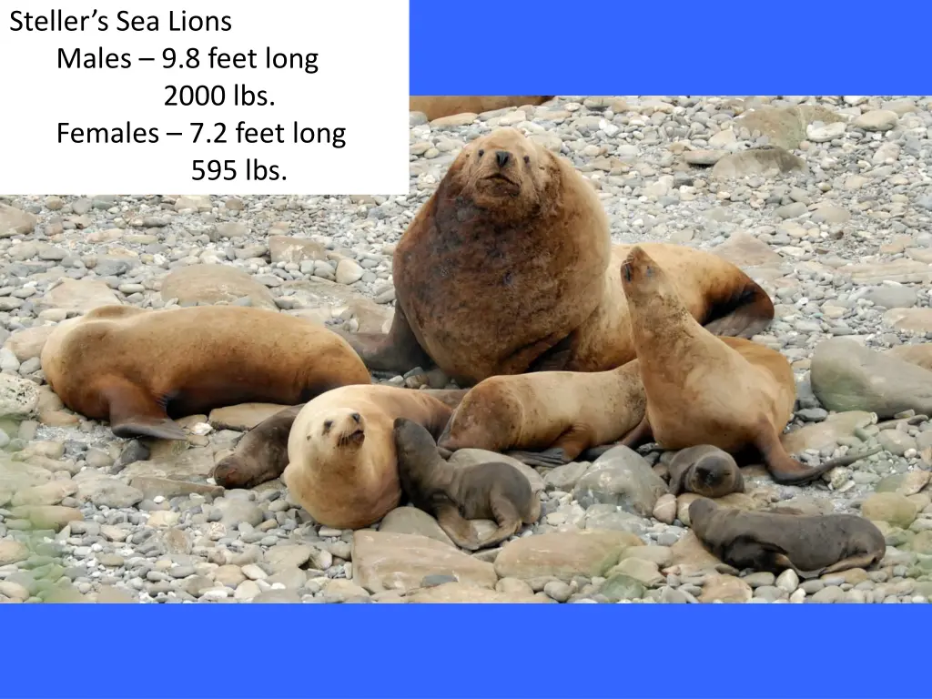 steller s sea lions males 9 8 feet long 2000