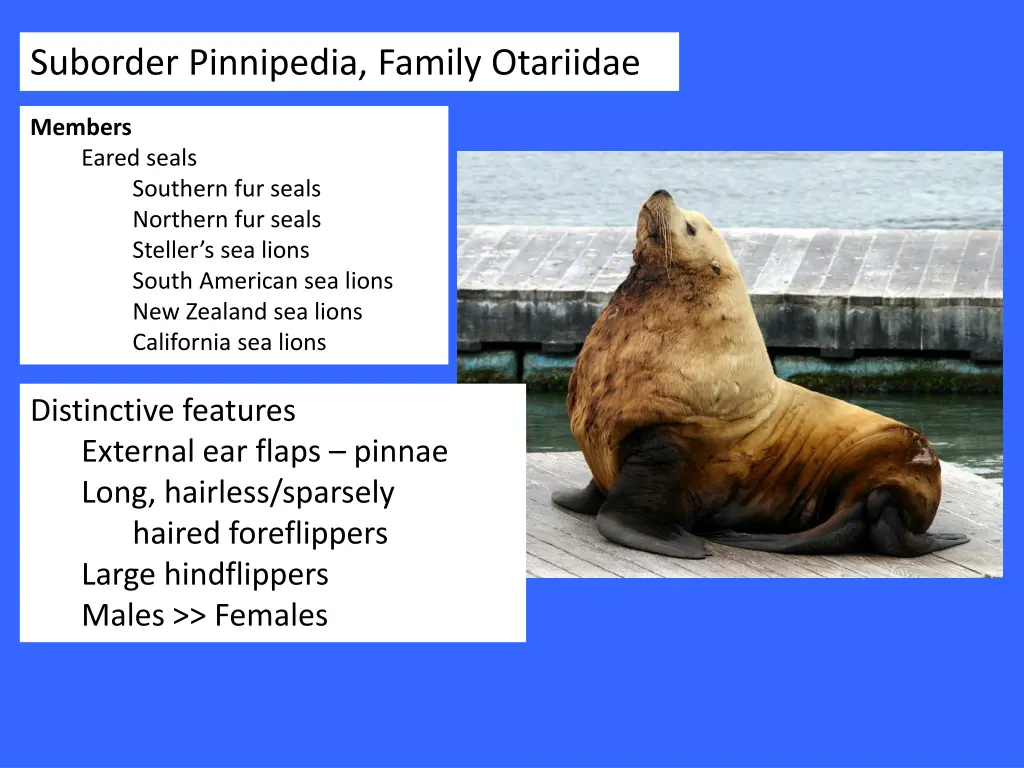 suborder pinnipedia family otariidae