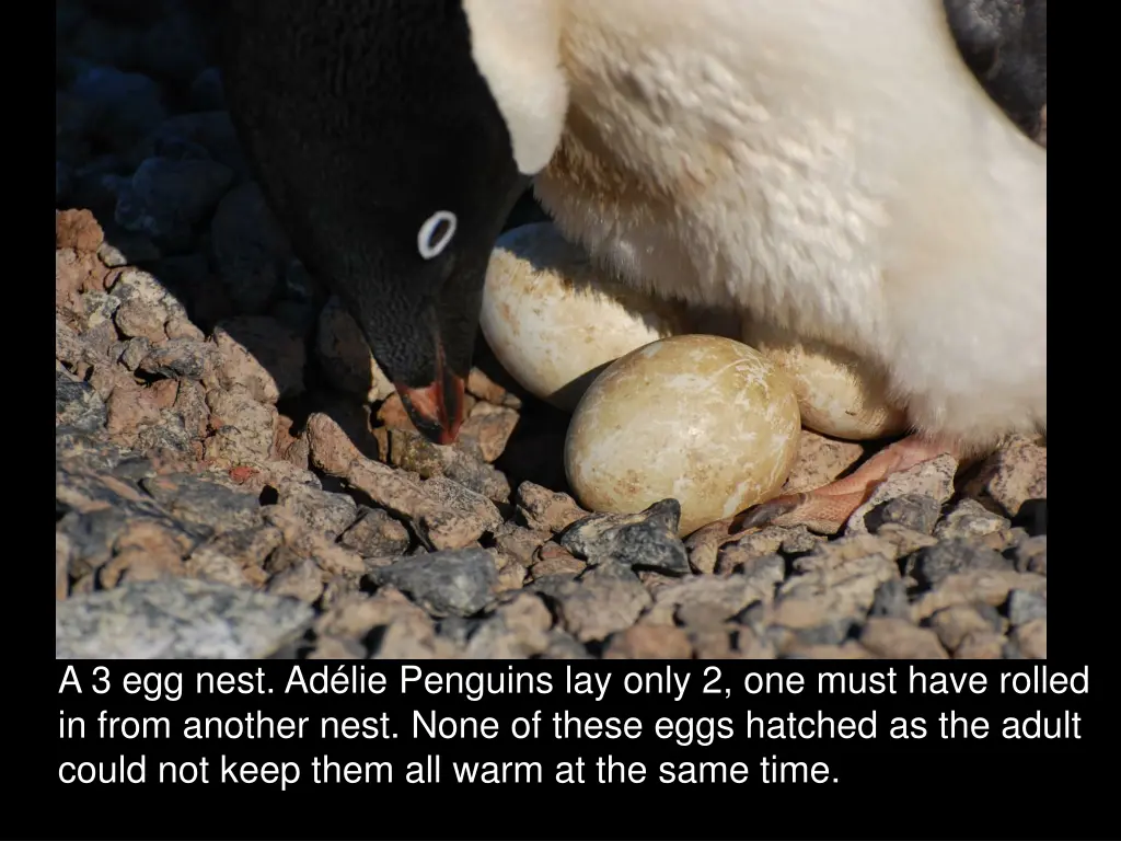 a 3 egg nest ad lie penguins lay only 2 one must