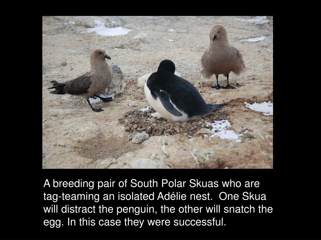 a breeding pair of south polar skuas