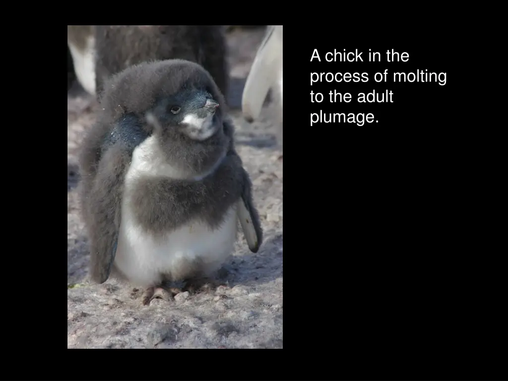 a chick in the process of molting to the adult