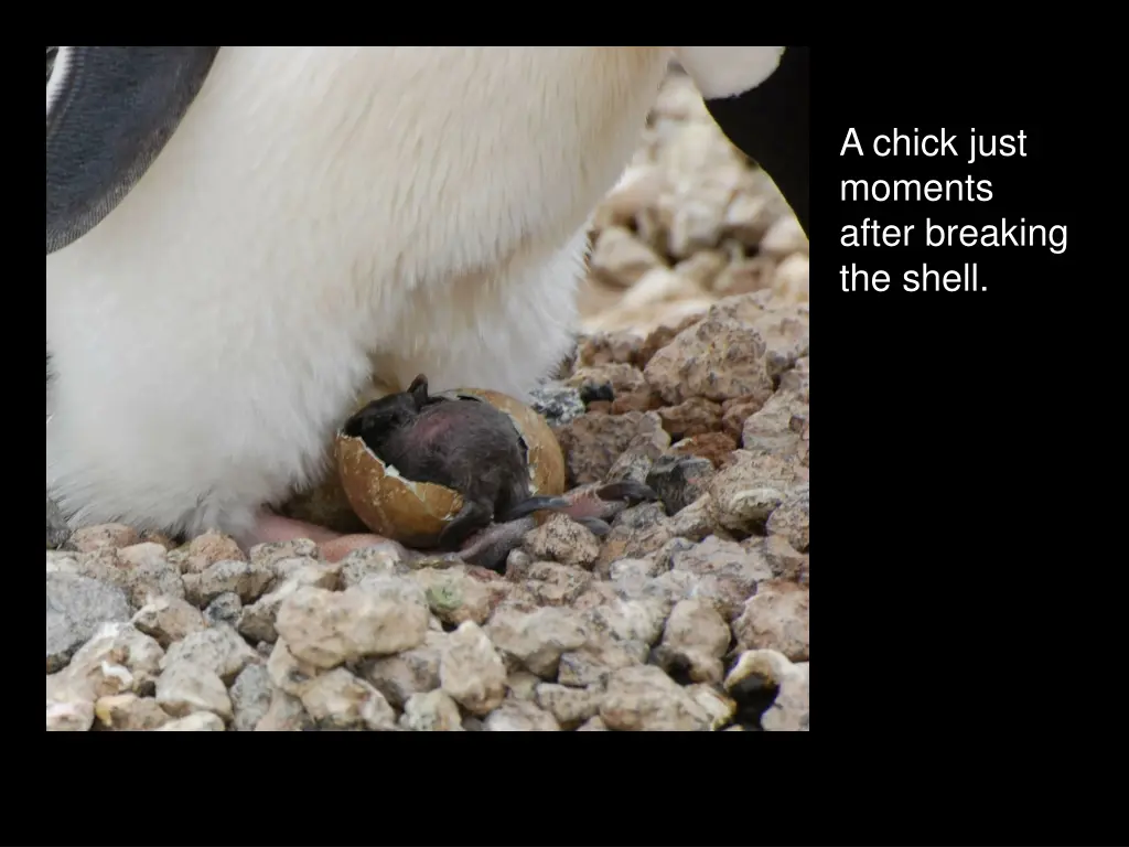 a chick just moments after breaking the shell