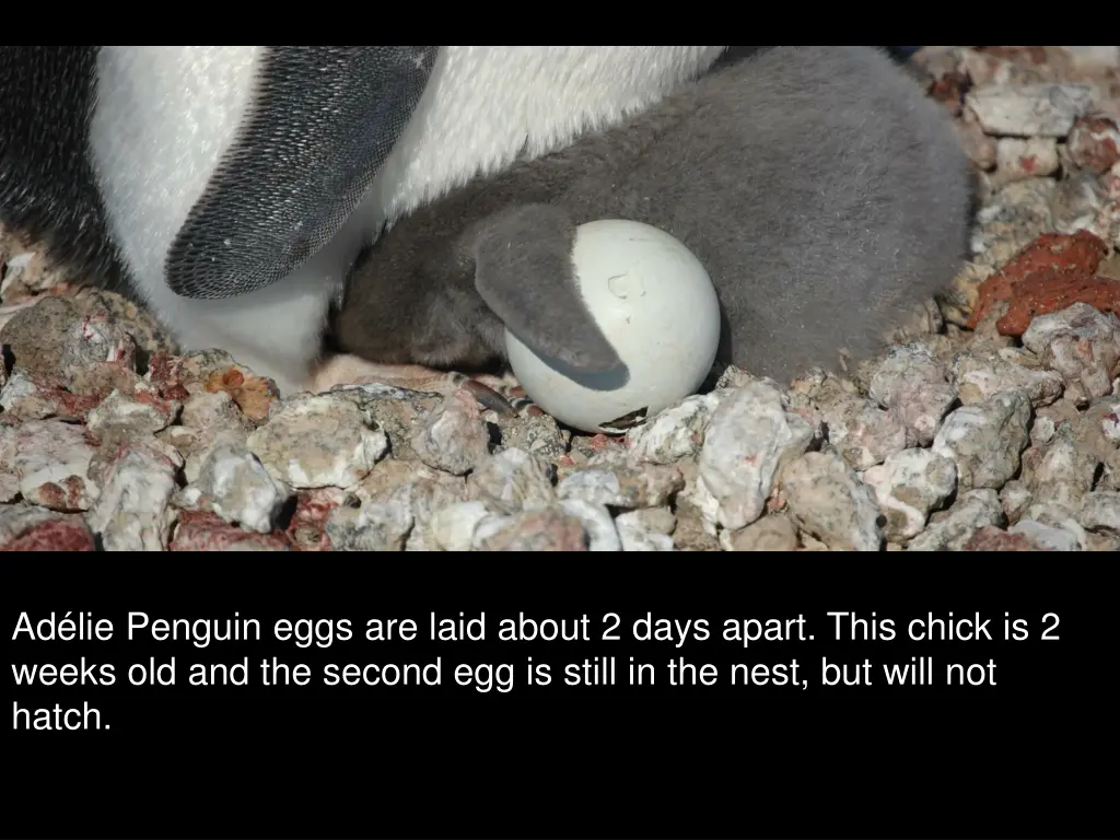 ad lie penguin eggs are laid about 2 days apart