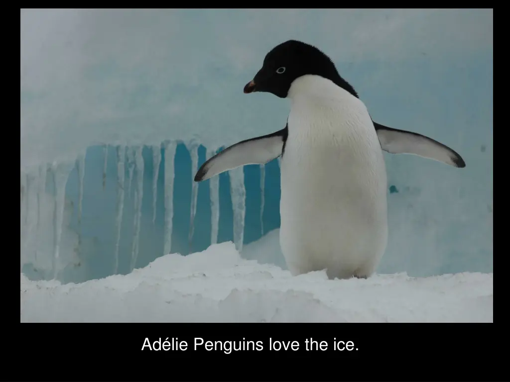 ad lie penguins love the ice