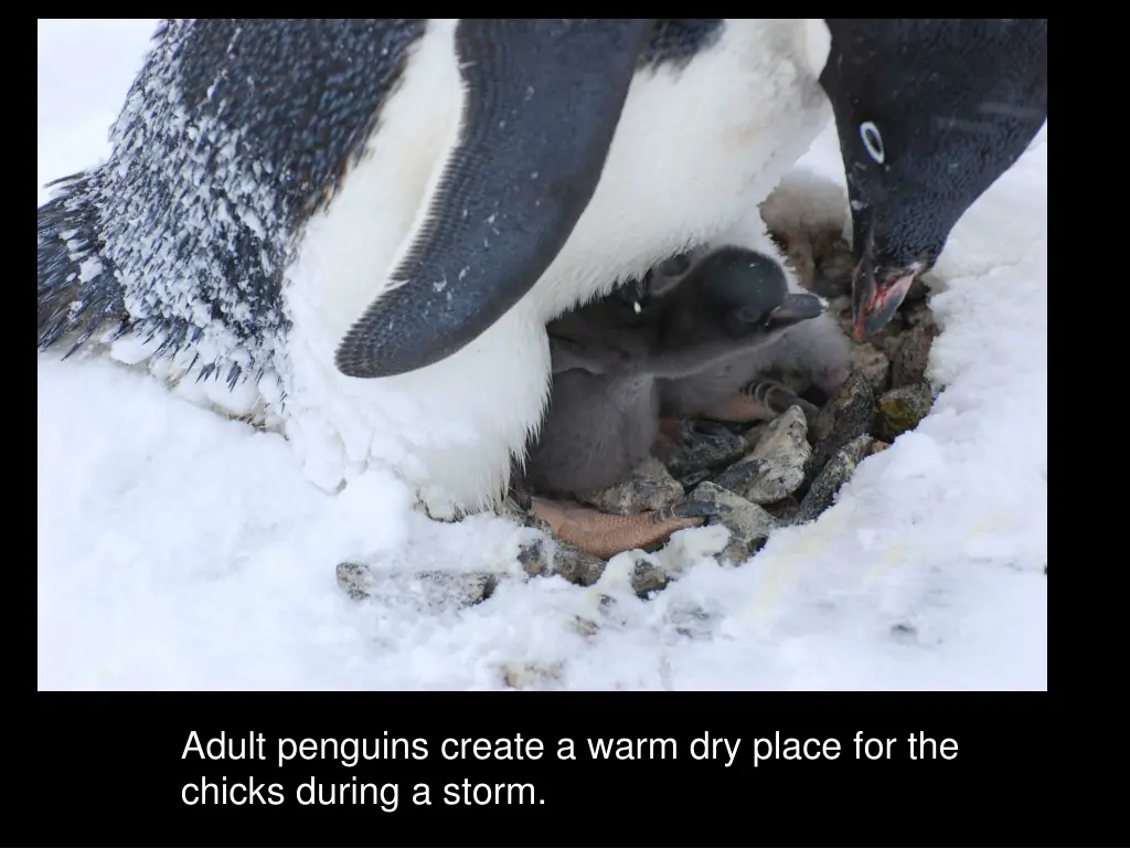 adult penguins create a warm dry place