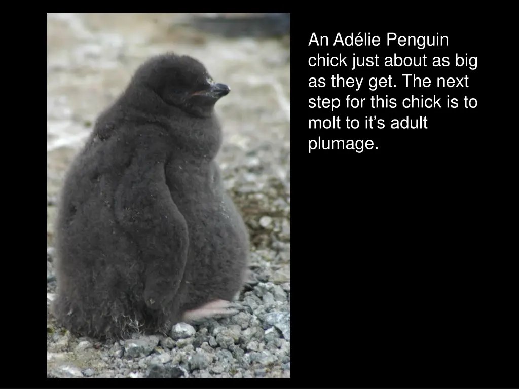 an ad lie penguin chick just about as big as they