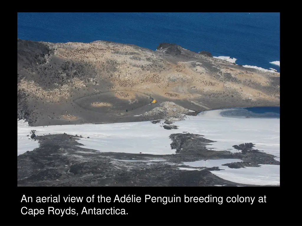 an aerial view of the ad lie penguin breeding