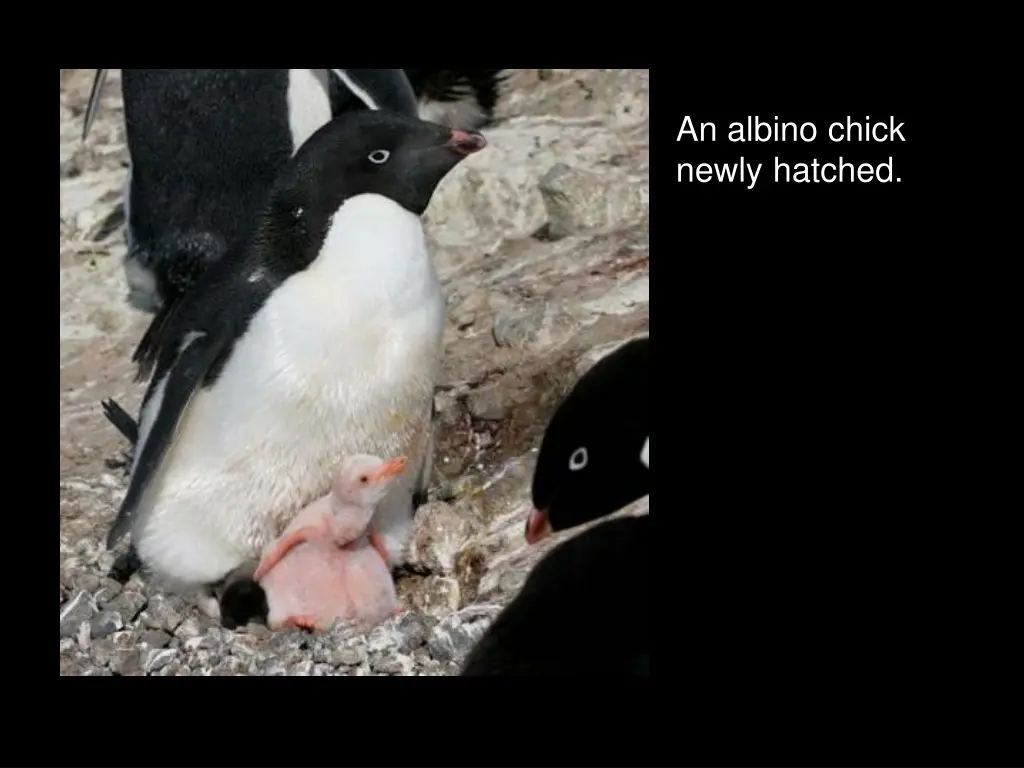 an albino chick newly hatched