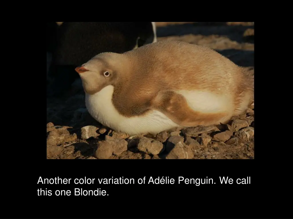 another color variation of ad lie penguin we call