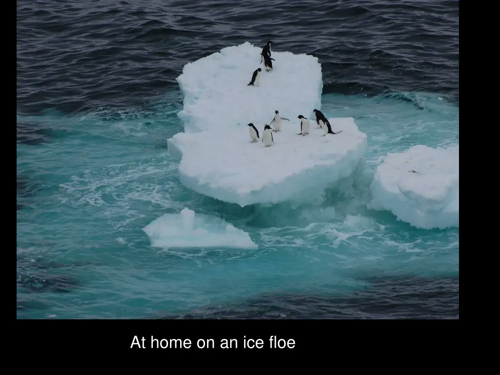 at home on an ice floe