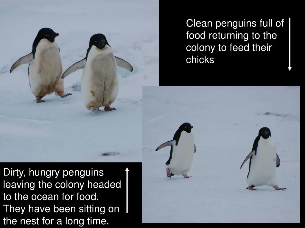 clean penguins full of food returning