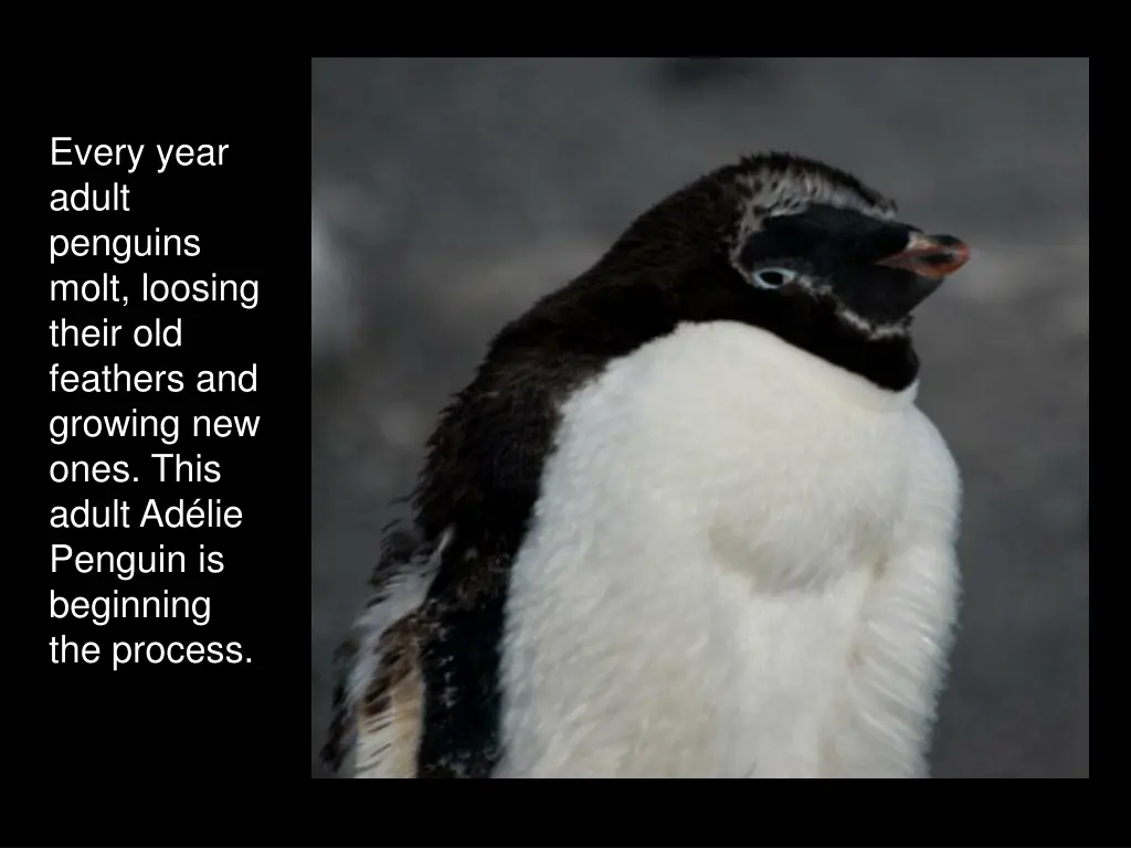 every year adult penguins molt loosing their