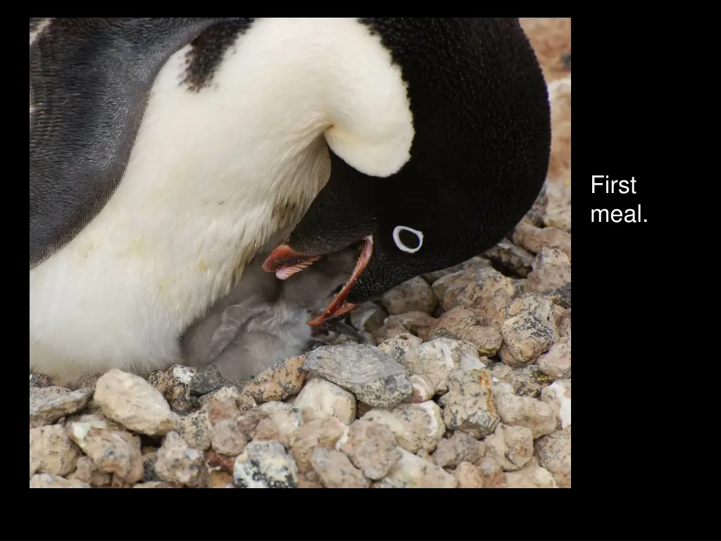 first meal