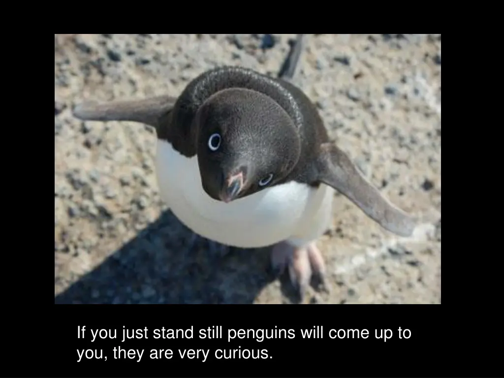 if you just stand still penguins will come