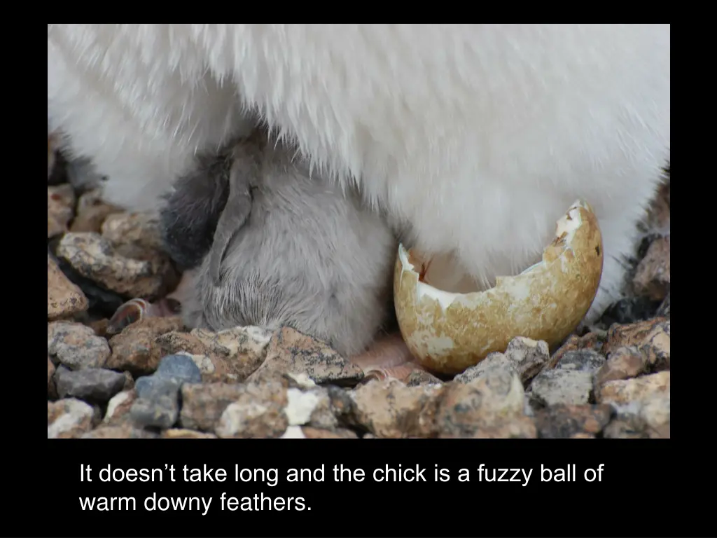 it doesn t take long and the chick is a fuzzy