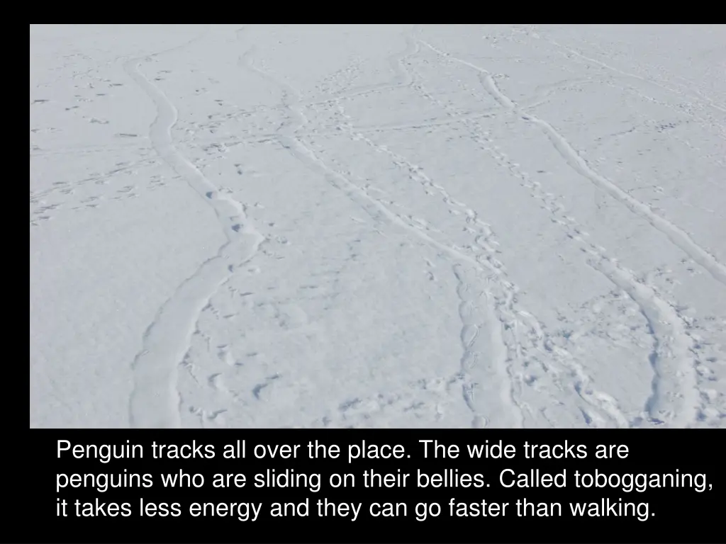 penguin tracks all over the place the wide tracks