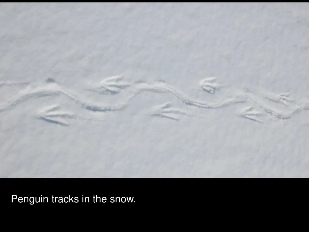 penguin tracks in the snow