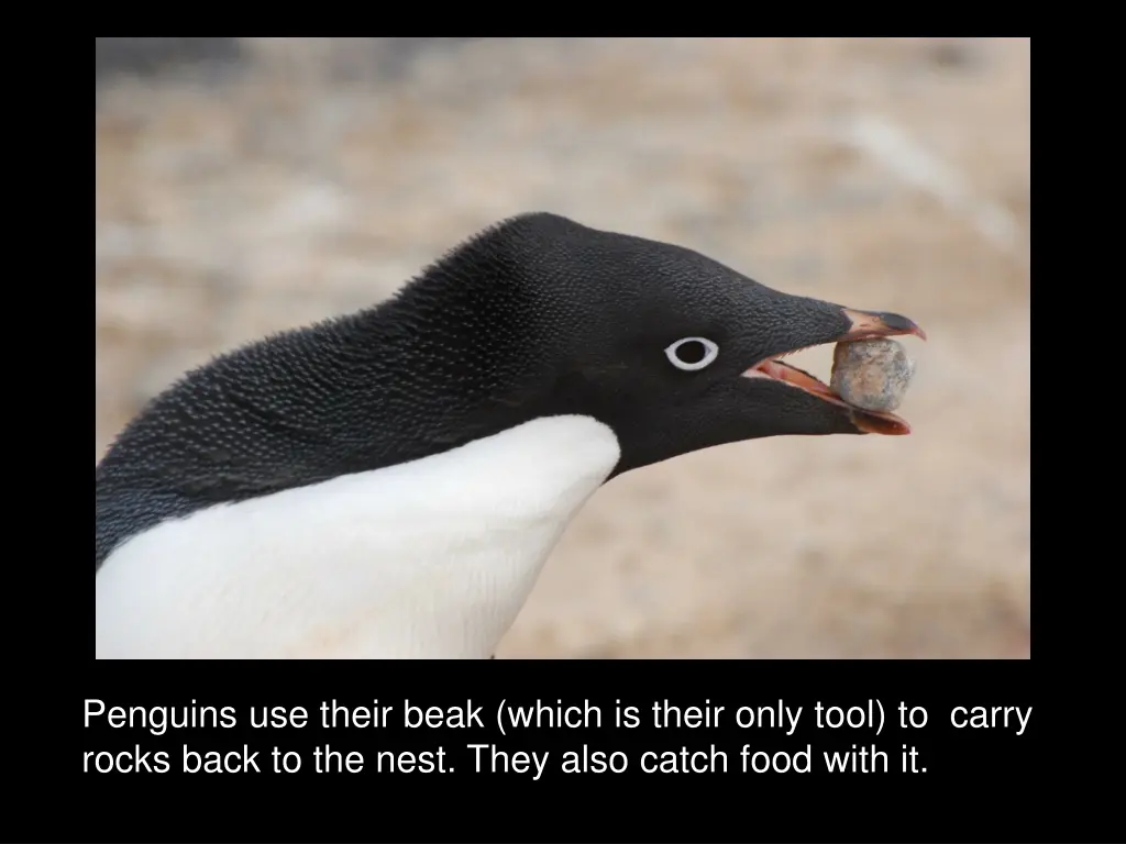 penguins use their beak which is their only tool