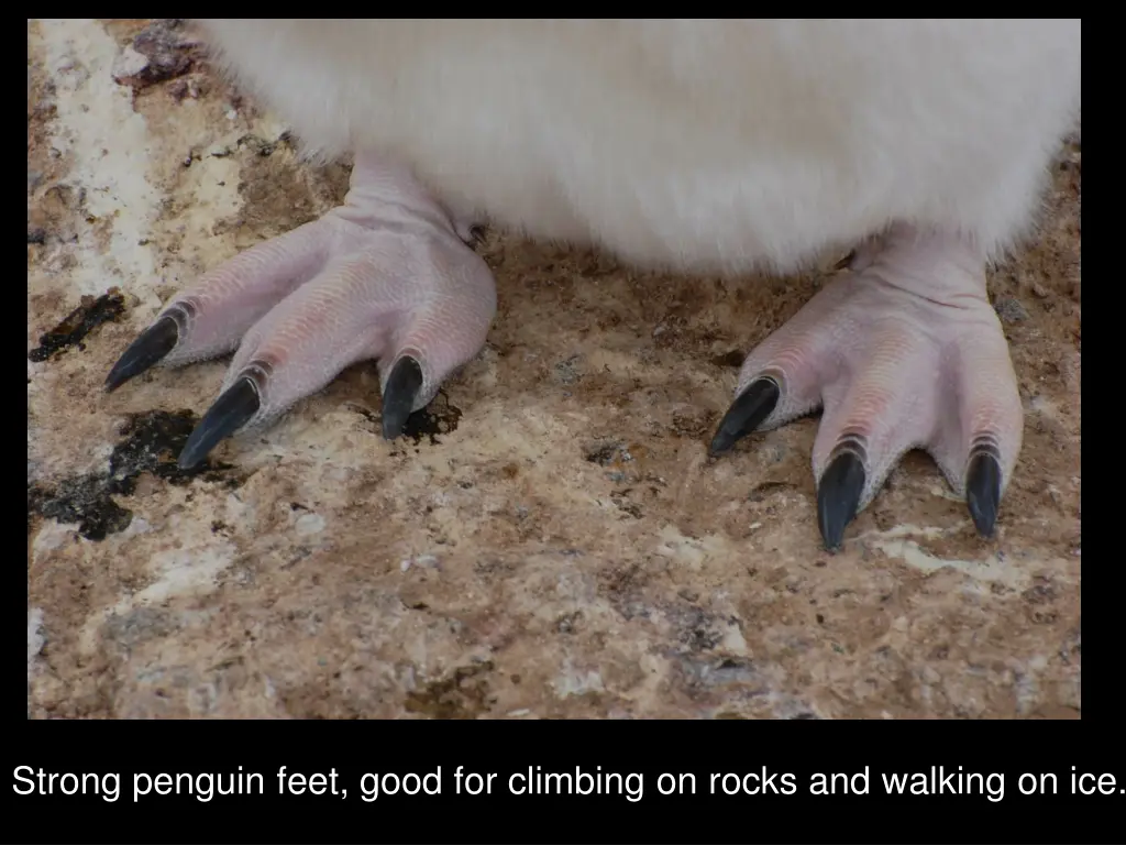 strong penguin feet good for climbing on rocks