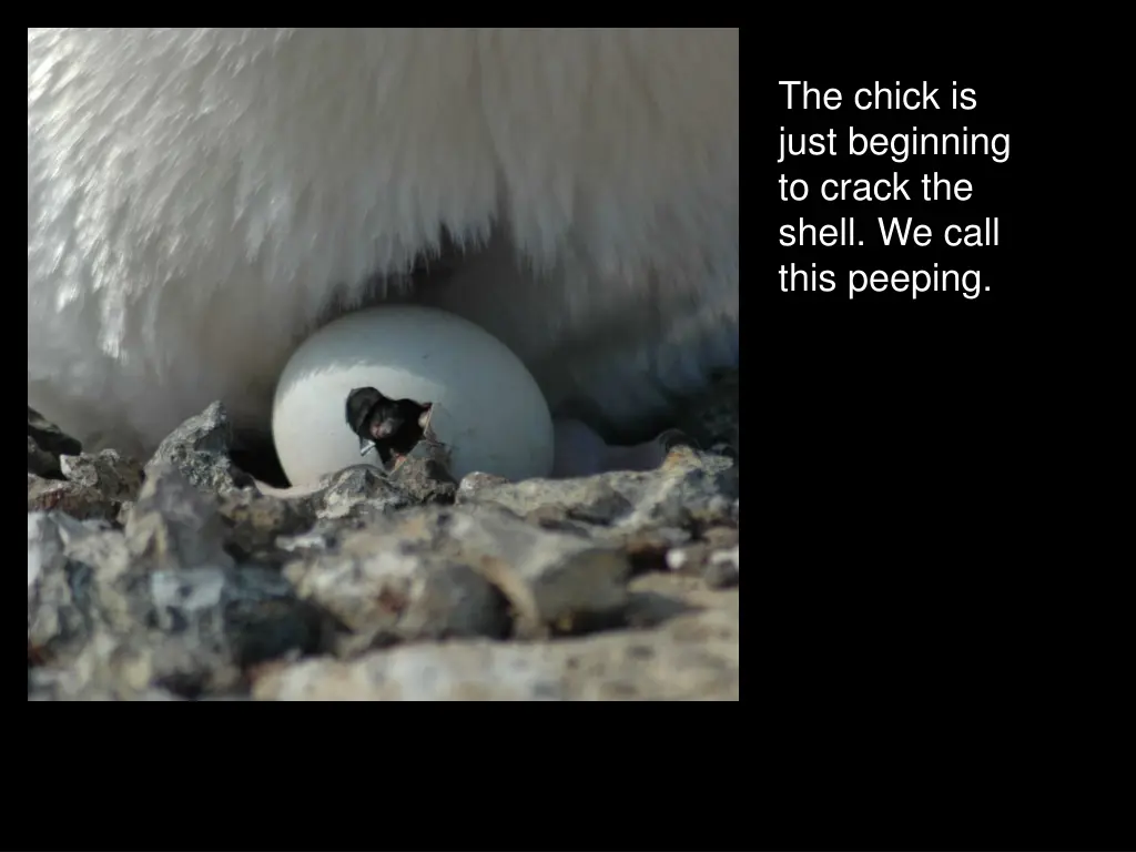 the chick is just beginning to crack the shell