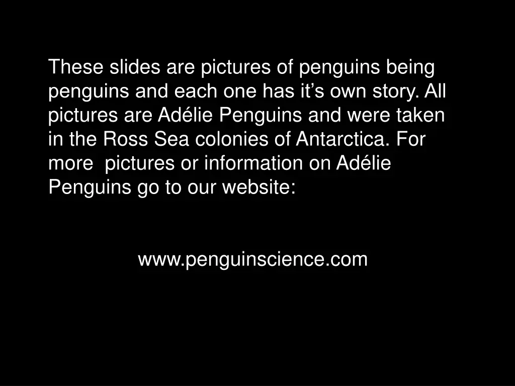 these slides are pictures of penguins being