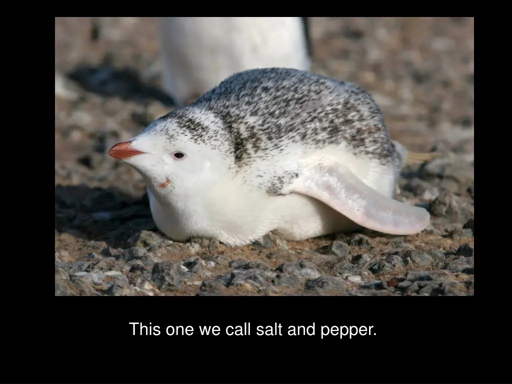 this one we call salt and pepper