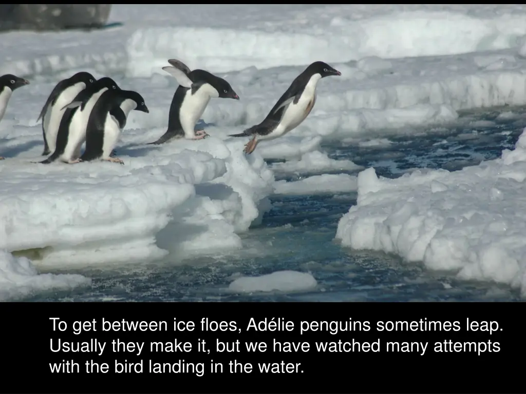 to get between ice floes ad lie penguins