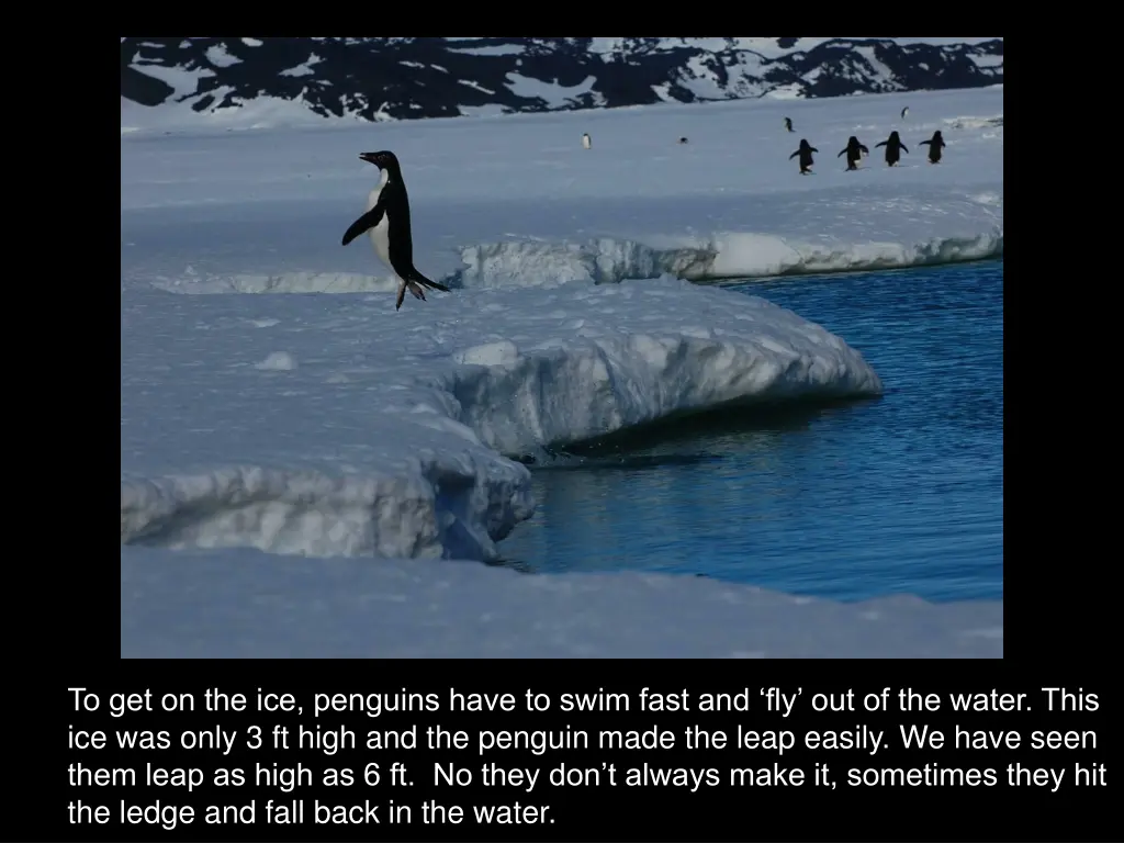 to get on the ice penguins have to swim fast