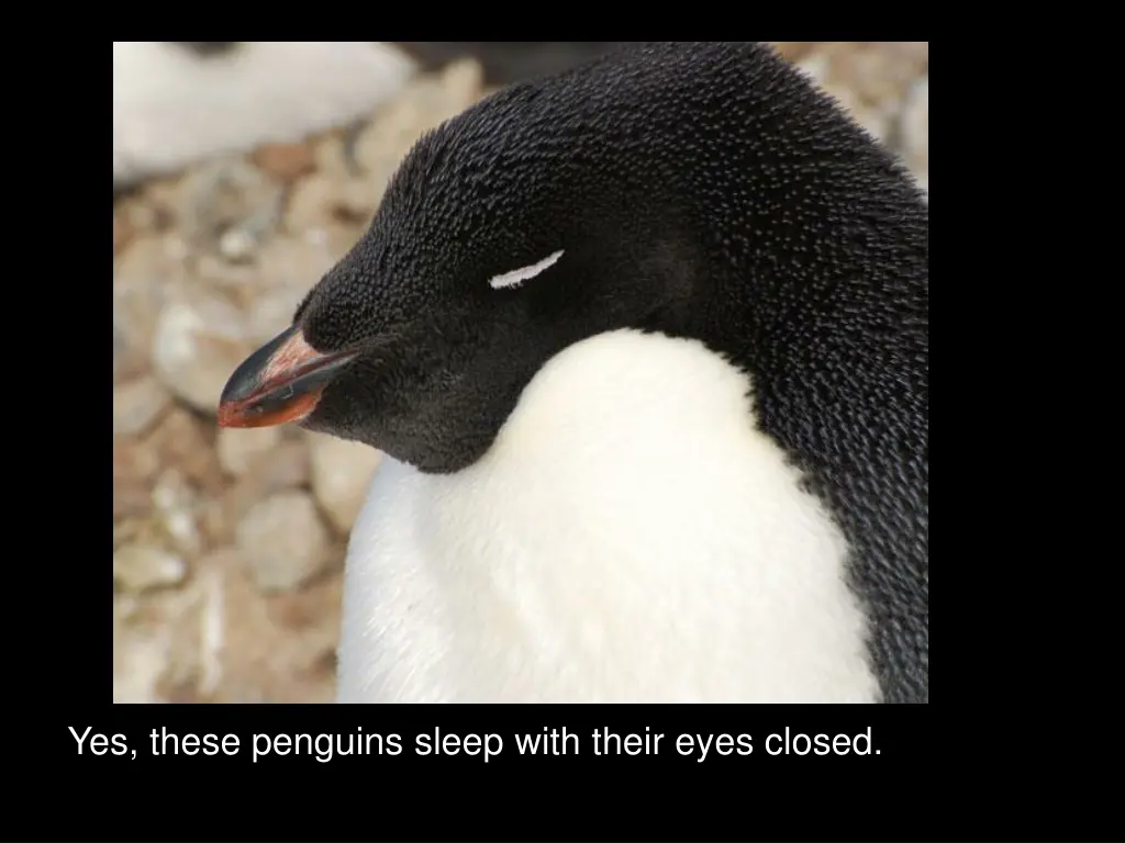 yes these penguins sleep with their eyes closed