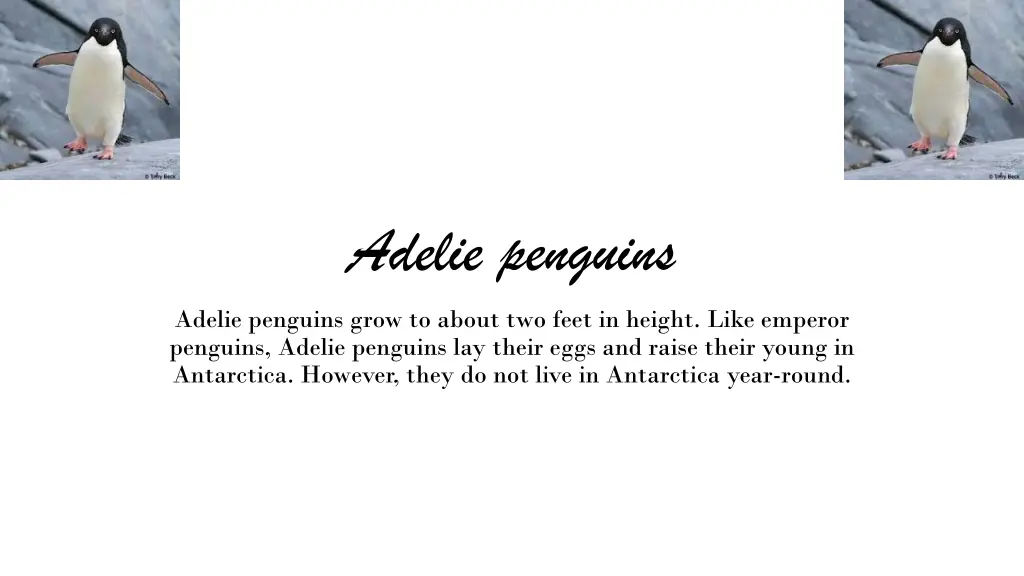 adelie penguins