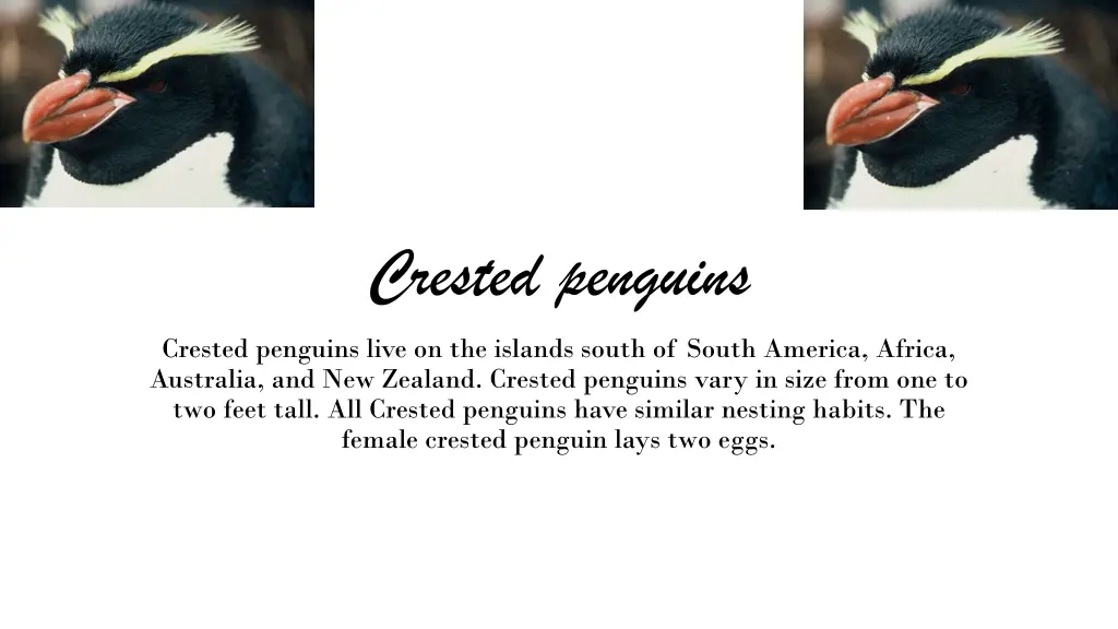 crested penguins