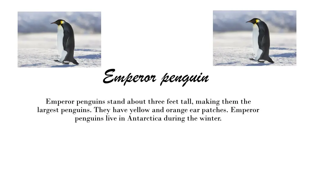 emperor penguin