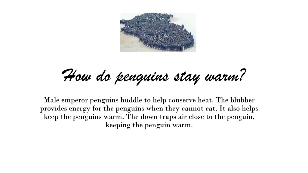 how do penguins stay warm