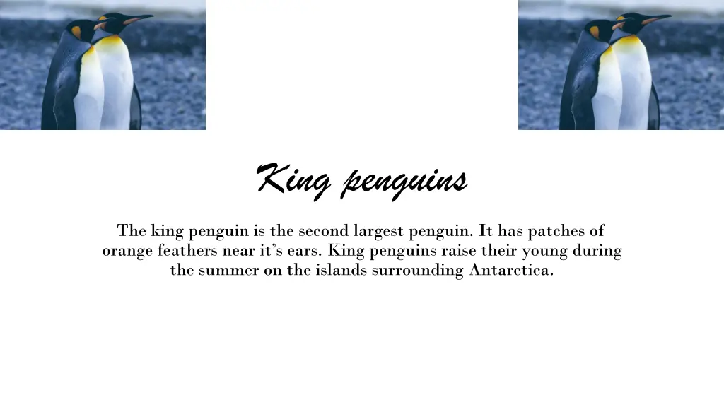 king penguins