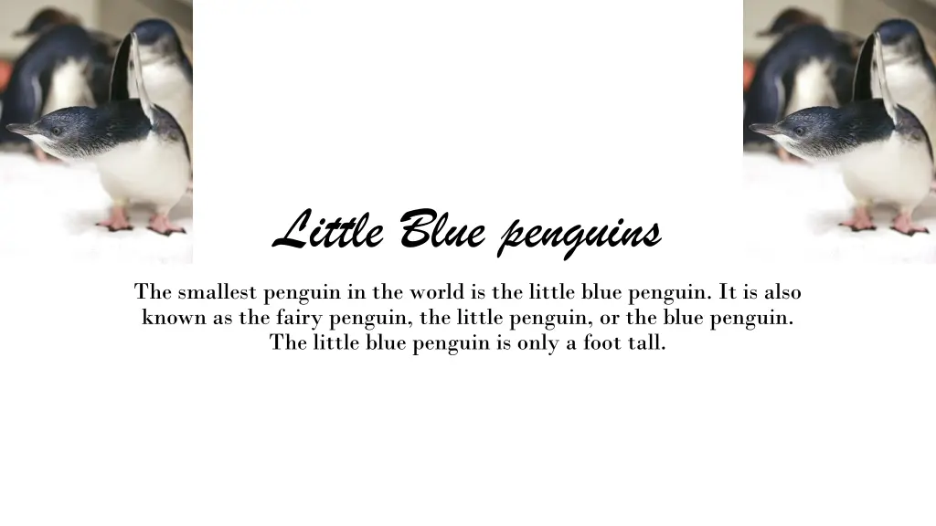 little blue penguins the smallest penguin