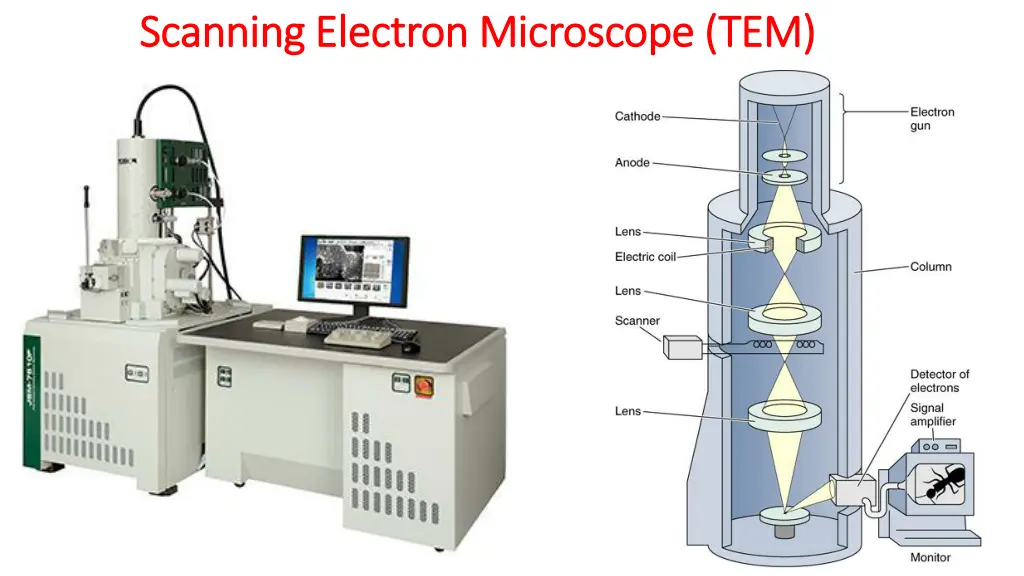 scanning scanning electron microscope