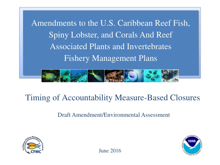 amendments to the u s caribbean reef fish spiny