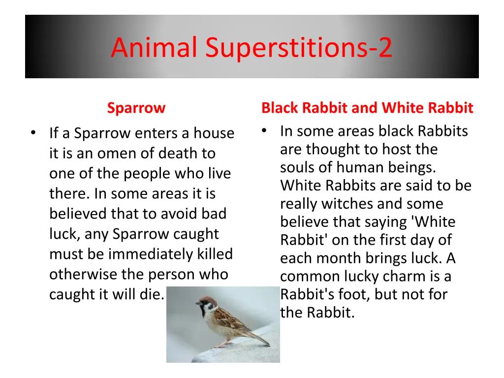 animal superstitions 2