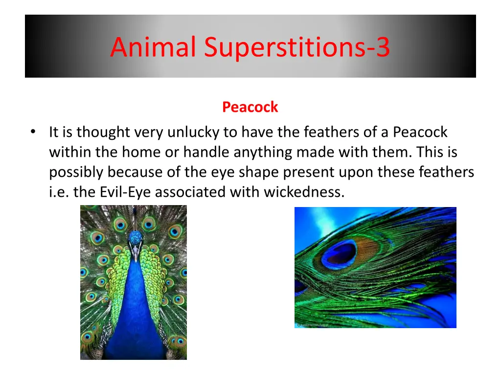 animal superstitions 3