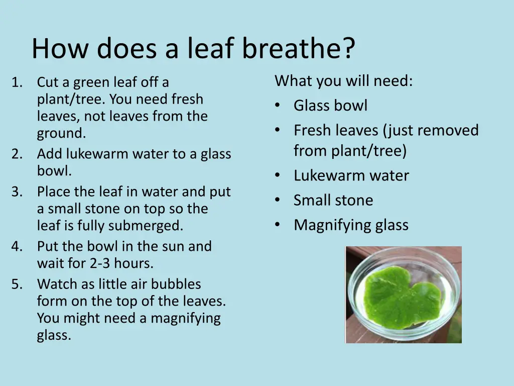 how does a leaf breathe