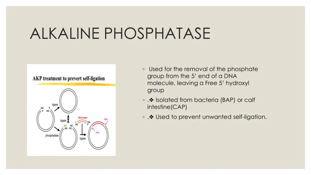 alkaline phosphatase