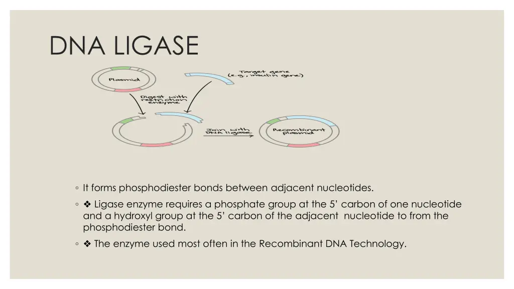 dna ligase 1