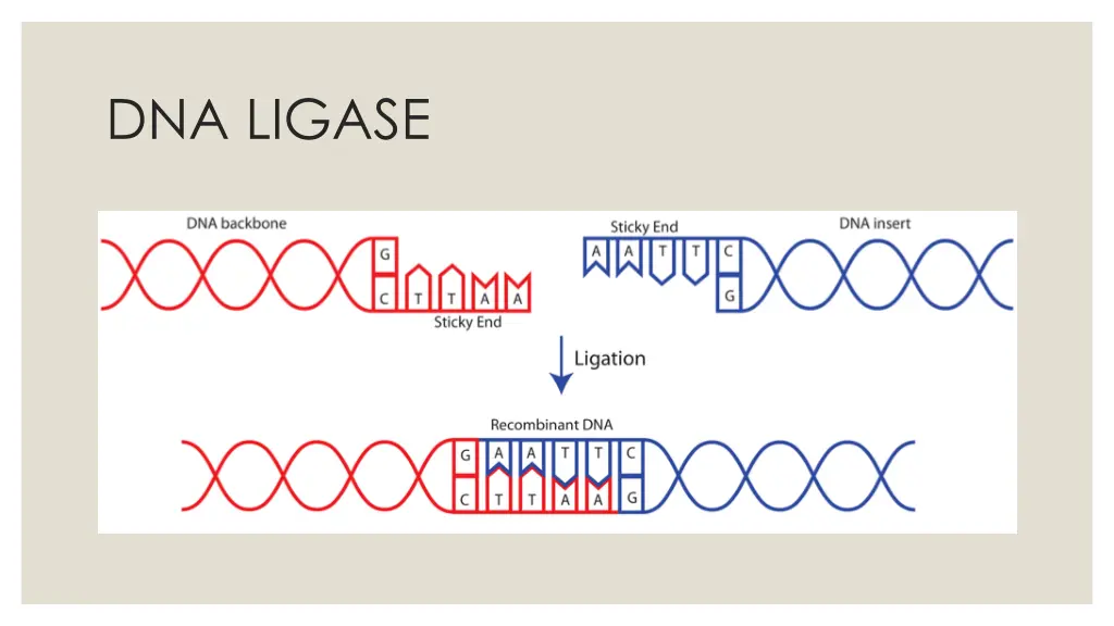 dna ligase