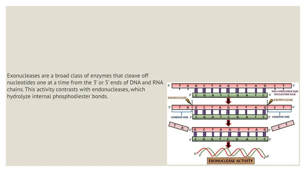 exonucleases are a broad class of enzymes that