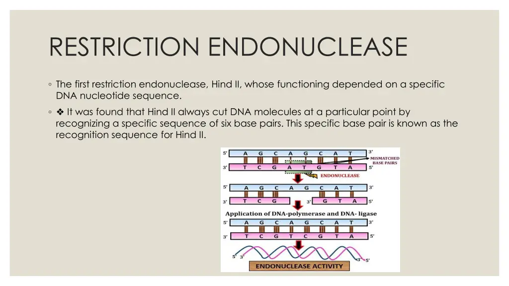 restriction endonuclease