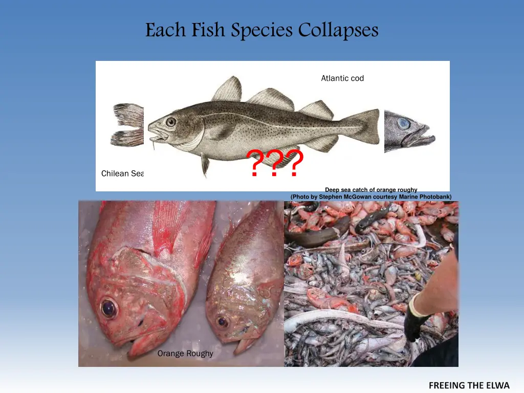 each fish species collapses