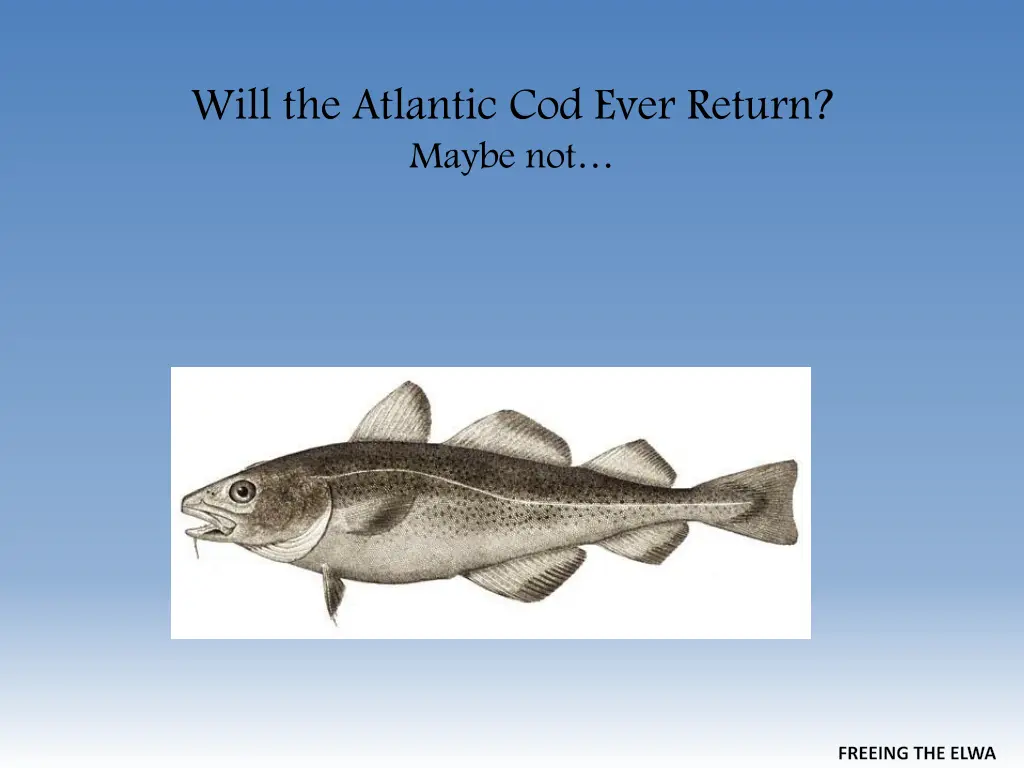 will the atlantic cod ever return maybe not