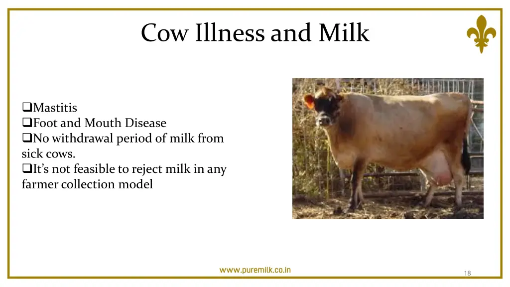 cow illness and milk